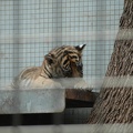 Wilhelma -- Sumatra-Tigerjunge
