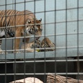 Wilhelma -- Sumatra-Tiger mit Jungen