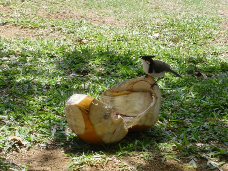 Mauritius