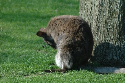 Karlsruher Zoo