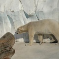 Karlsruher Zoo -- Eisbär