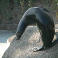 Karlsruher Zoo -- Springender Seehund