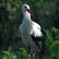 Karlsruher Zoo