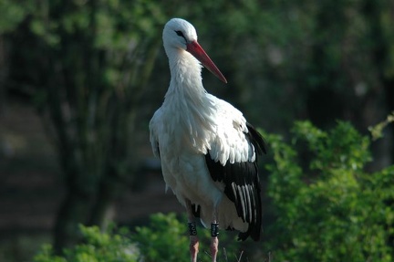 Karlsruher Zoo