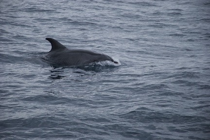 Madeira