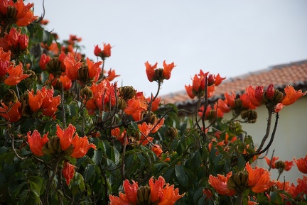 Madeira