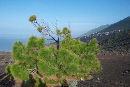 La Palma