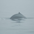 Vancouver Island - Whale Watching