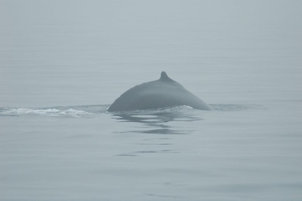 Vancouver Island - Whale Watching