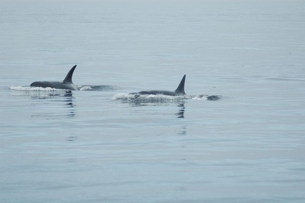 Vancouver Island - Whale Watching