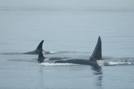 Vancouver Island - Whale Watching