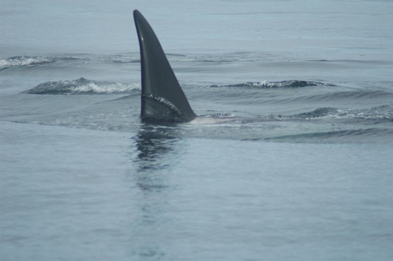 Vancouver Island - Whale Watching