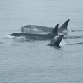 Vancouver Island - Whale Watching -- Synchron schwimmende Orcas