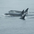 Vancouver Island - Whale Watching