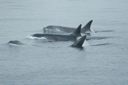 Vancouver Island - Whale Watching