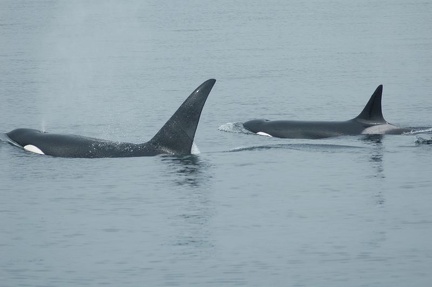 Vancouver Island - Whale Watching