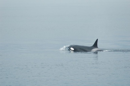 Vancouver Island - Whale Watching