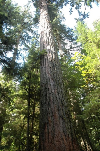 Vancouver Island - Cathedral Grove