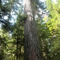 Vancouver Island - Cathedral Grove -- Regenwald