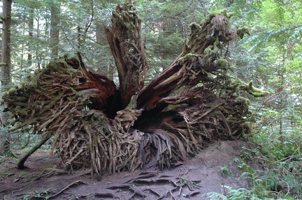 Vancouver Island - Cathedral Grove