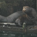 Vancouver Island - Wildlife Tour