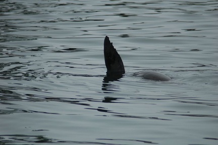 Vancouver Island - Wildlife Tour