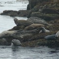 Vancouver Island - Wildlife Tour -- Seals