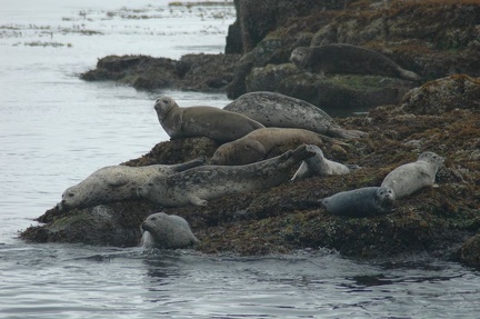 Vancouver Island - Wildlife Tour