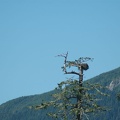 Vancouver Island - Wildlife Tour