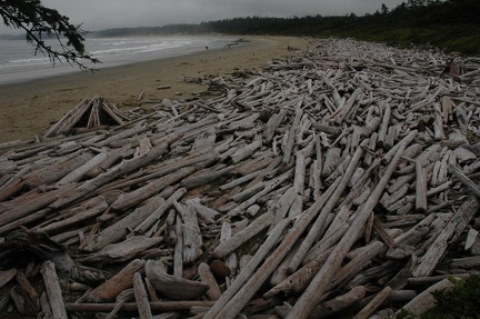 Vancouver Island - Pacific Rim National Park