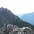 Banff National Park -- Streifenhörnchen auf dem Gipfel