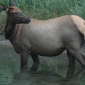 Banff National Park -- Wapiti-Hirschkuh