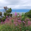 Cape Breton Island -- Flora