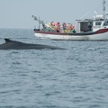 Digby Neck -- Whale Watching - Buckelwal