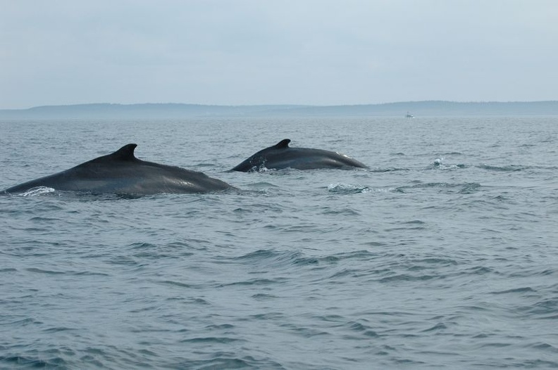 Digby Neck