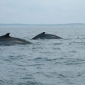 Digby Neck