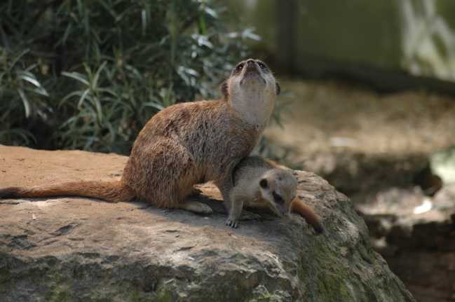 DSC_2641.jpg
